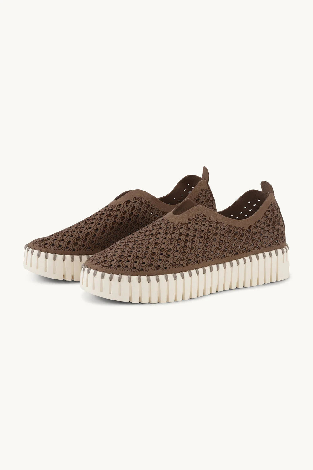 TULIP 3373 BROWN