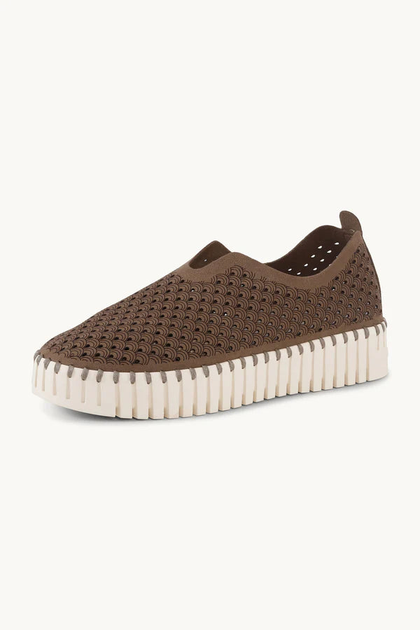 TULIP 3373 BROWN