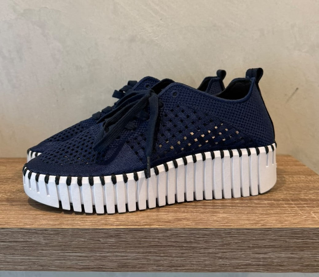 TULIP 4271 DARK INDIGO