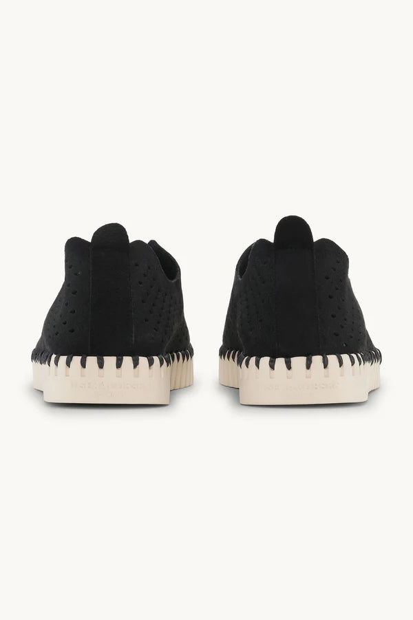 TULIP 139 BLACK